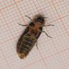 Lampyris sp.
